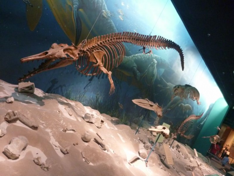 smithsonian_natural_history_museum_047.jpg