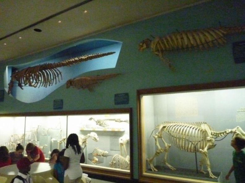 smithsonian_natural_history_museum_093.jpg