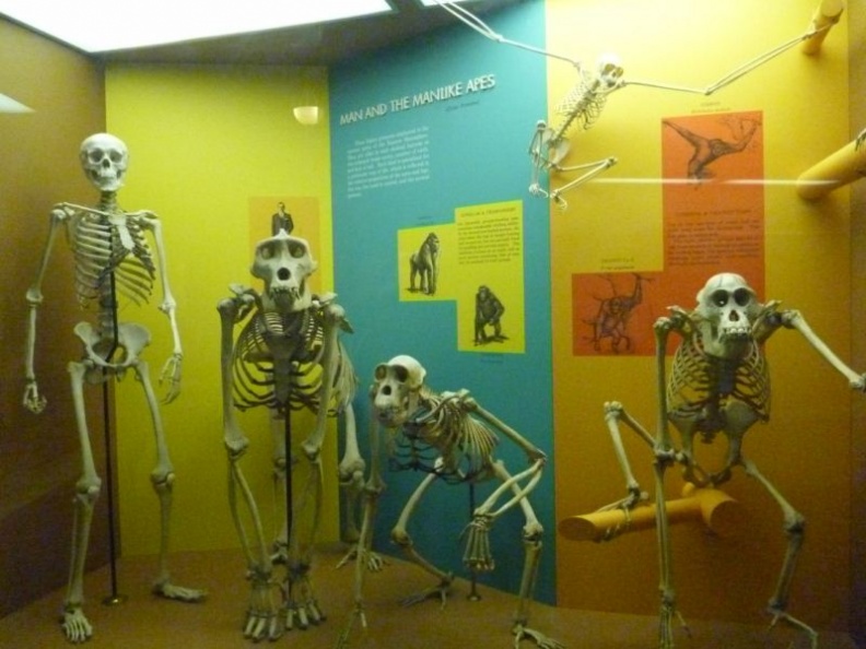 smithsonian_natural_history_museum_095.jpg