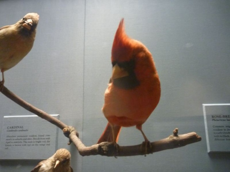 smithsonian_natural_history_museum_098.jpg