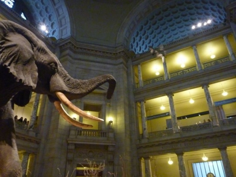 smithsonian_natural_history_museum_103.jpg