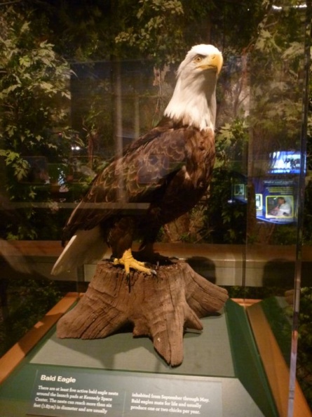 got bald eagle?