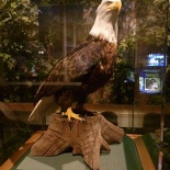 got bald eagle?