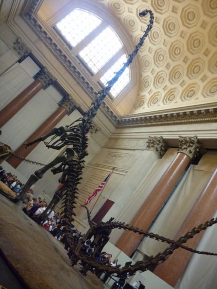 newyork_natural_history_museum_023.jpg