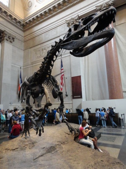 newyork_natural_history_museum_001.jpg