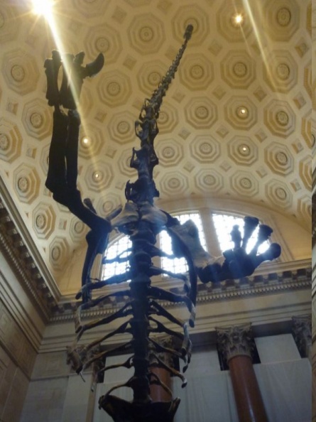 newyork_natural_history_museum_020.jpg