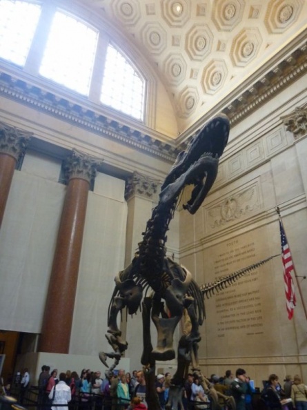 newyork_natural_history_museum_022.jpg