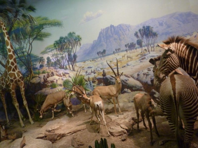 newyork_natural_history_museum_027.jpg