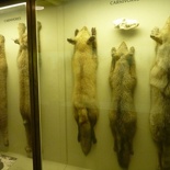 newyork_natural_history_museum_057.jpg