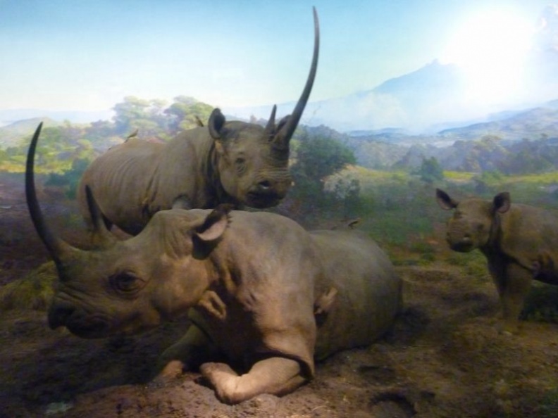 newyork_natural_history_museum_060.jpg