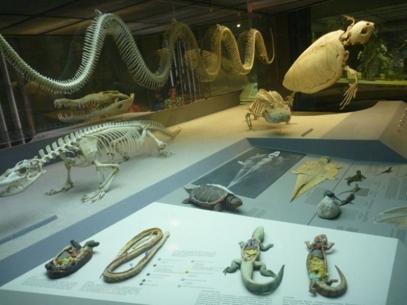 newyork_natural_history_museum_065.jpg