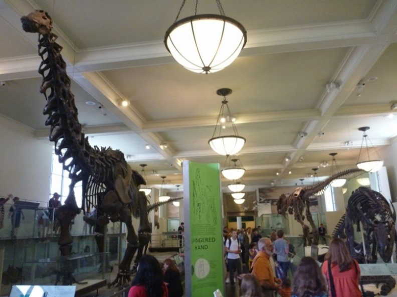 newyork_natural_history_museum_070.jpg