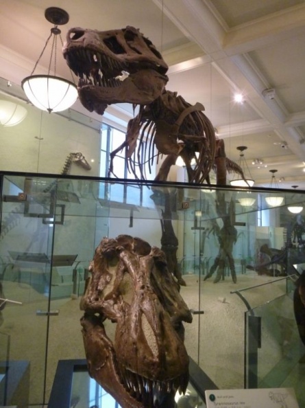 newyork_natural_history_museum_068.jpg