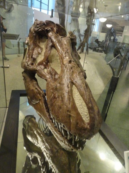 newyork_natural_history_museum_005.jpg