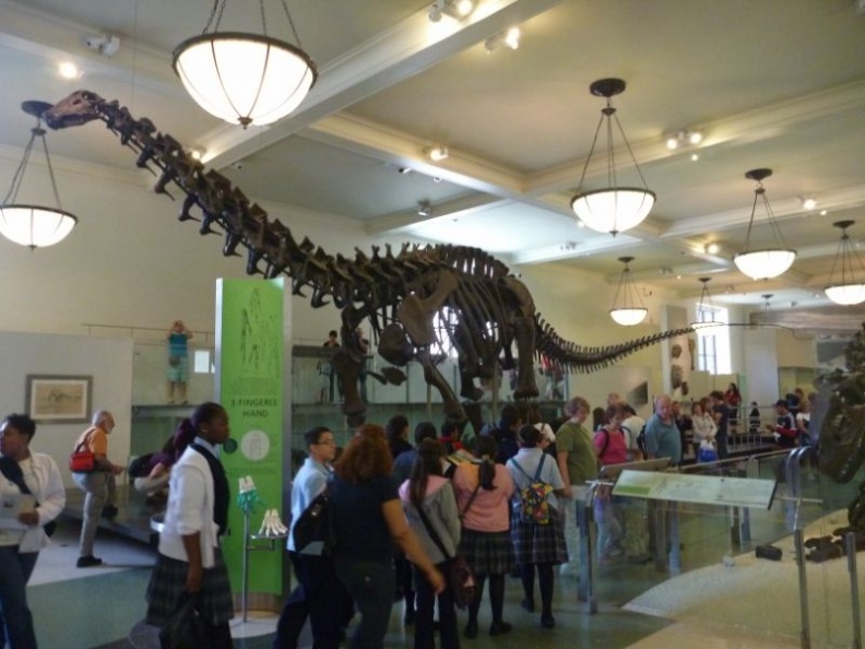 newyork_natural_history_museum_072.jpg