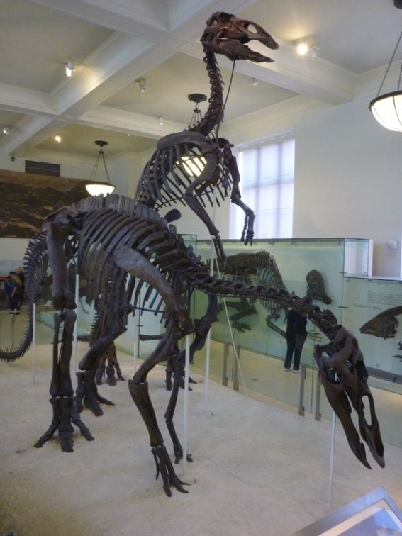 not a stegosaurus! (Anatotitan fossil skeletons)