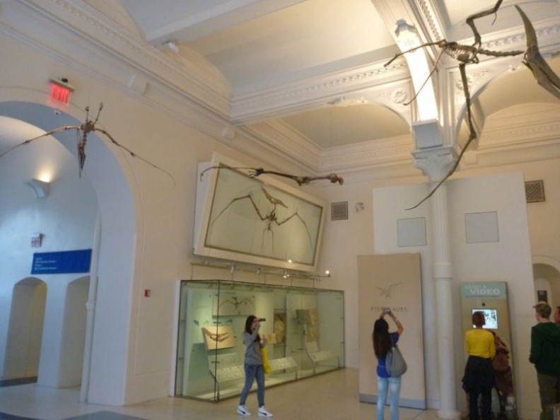 newyork_natural_history_museum_076.jpg