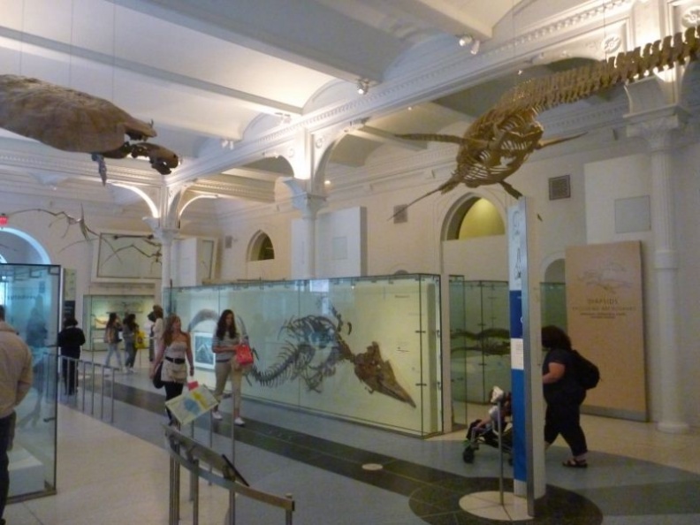 newyork_natural_history_museum_077.jpg