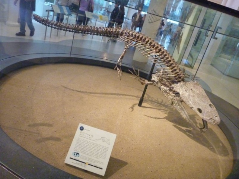 newyork_natural_history_museum_078.jpg