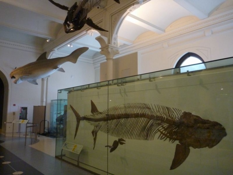 newyork_natural_history_museum_079.jpg