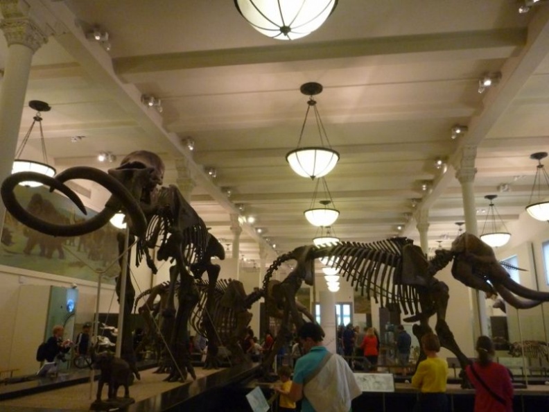 newyork_natural_history_museum_080.jpg