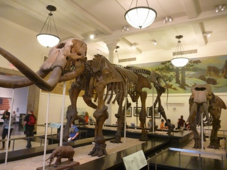 newyork_natural_history_museum_081.jpg