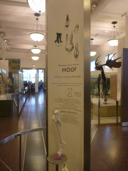 newyork_natural_history_museum_082.jpg