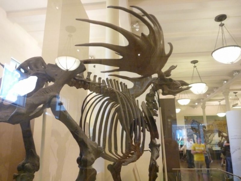 newyork_natural_history_museum_083.jpg