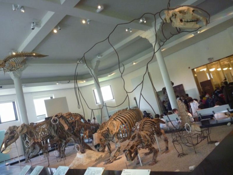 newyork_natural_history_museum_089.jpg