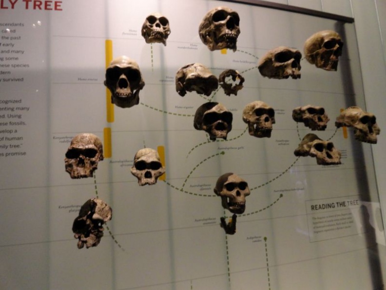 newyork_natural_history_museum_009.jpg