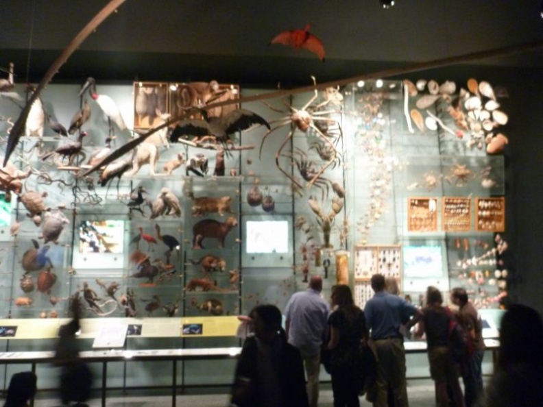 a remarkable wall of fur, shells and feathers!