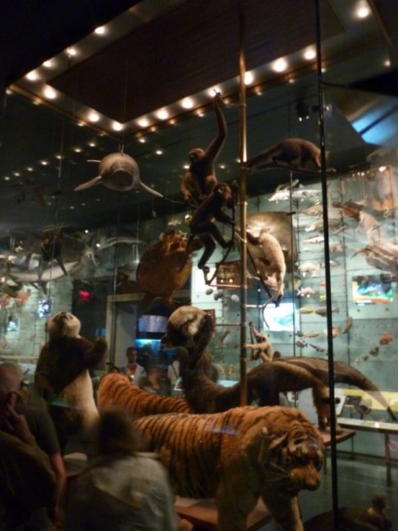 newyork_natural_history_museum_116.jpg