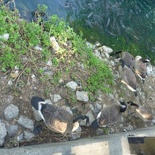 OMG DUCKS!