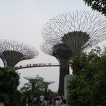 Supertrees from the bridge