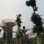 The supertree grove at night