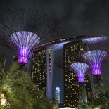 The Supertrees all lit at night