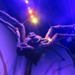 GIANT SPIDER!