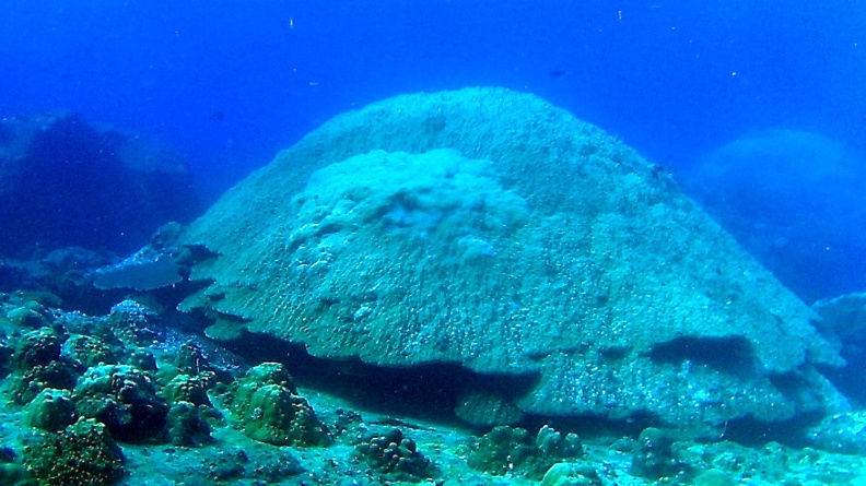 Dayang_scuba_gilldivers_2015_17.jpg