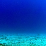 Dayang scuba gilldivers 2015 20