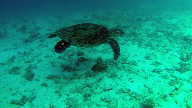 Dayang_scuba_gilldivers_2015_34.jpg