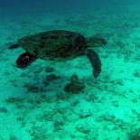 Dayang_scuba_gilldivers_2015_34.jpg