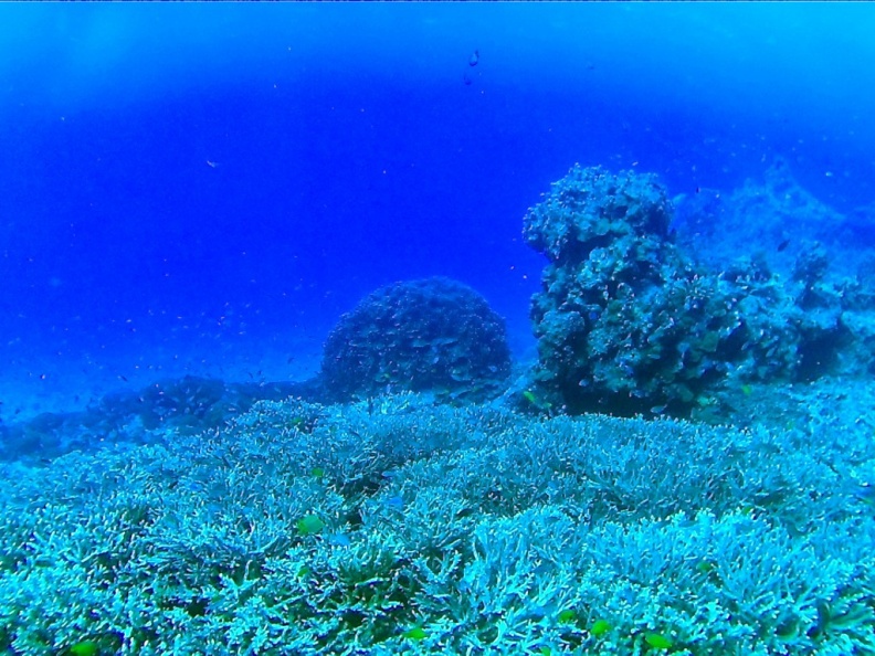 Dayang_scuba_gilldivers_2015_41.jpg