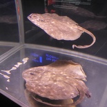 The Deep Exhibition 20