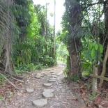 HSBC TreeTop Walk 04