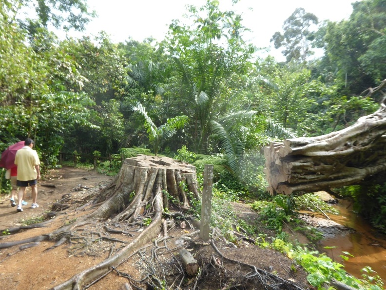 HSBC_TreeTop_Walk_05.jpg