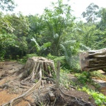 HSBC TreeTop Walk 05