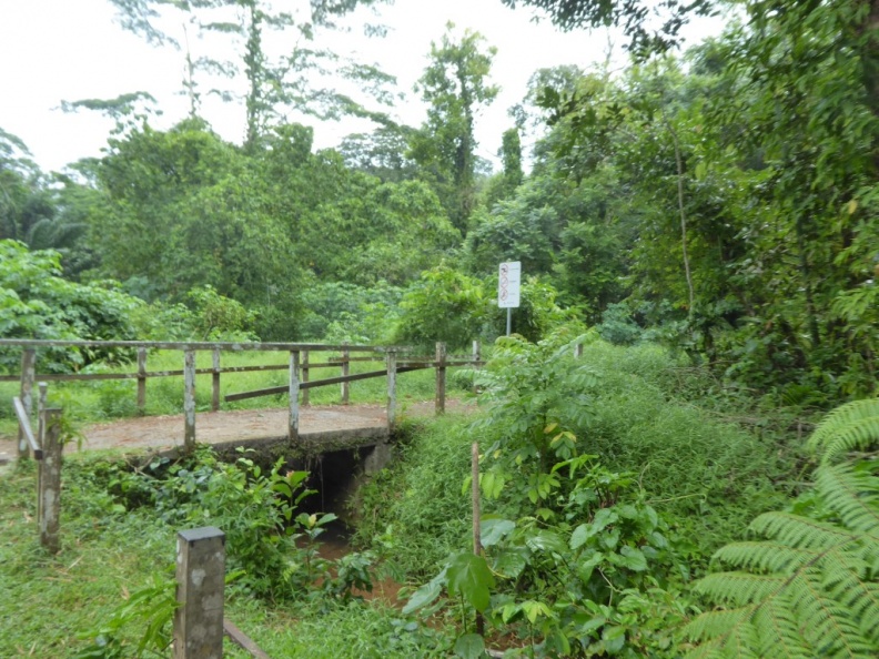 HSBC_TreeTop_Walk_06.jpg