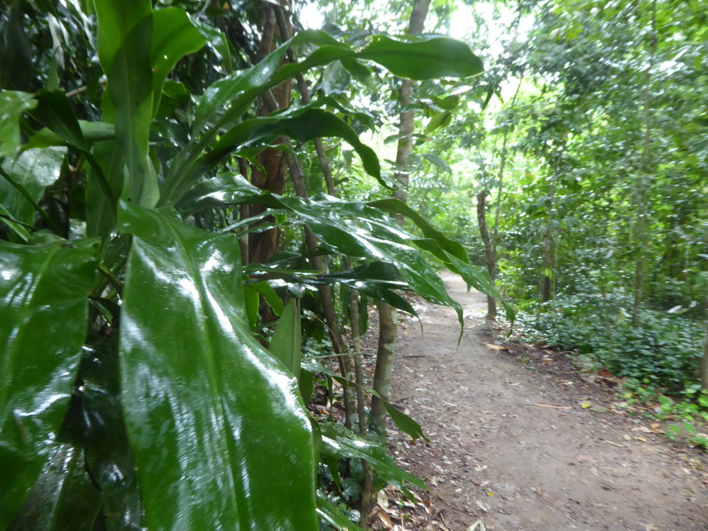 HSBC TreeTop Walk 07