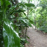 HSBC TreeTop Walk 07