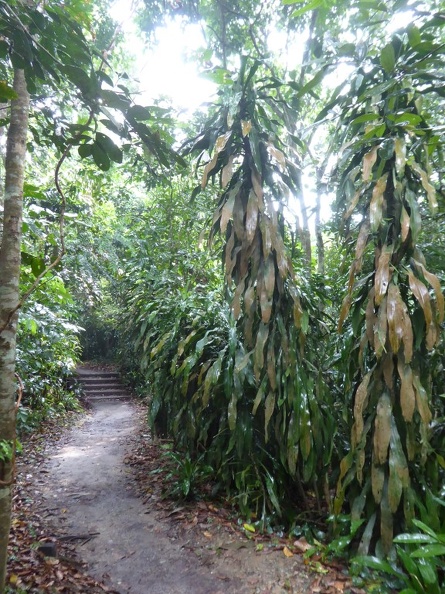 HSBC TreeTop Walk 08